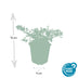 60x Stern-Glockenblume 'Stella' - 10-25cm - Ø9cm Bild 2