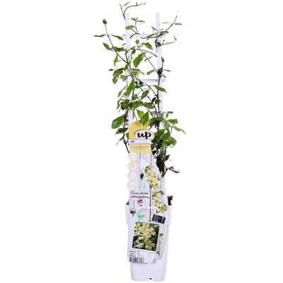 Trachelospermum 'Star of Toscana' - Gelber Duftjasmin, Ø15cm, ↕65cm