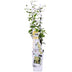 Trachelospermum 'Star of Toscana' - Gelber Duftjasmin, Ø15cm, ↕65cm Bild 1
