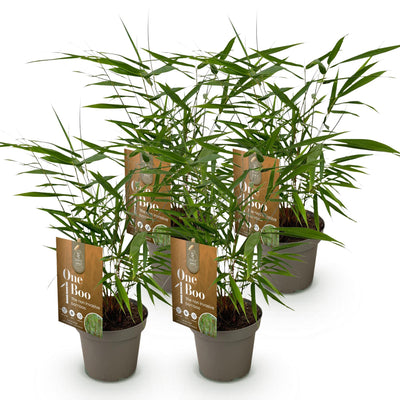 Fargesia Asian Wonder: 4 Bambuspflanzen, nicht wuchernd, Topf 14cm