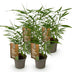 Fargesia Asian Wonder: 4 bamboo plants, non-spreading, 14cm pot Bild 2