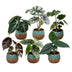 6x Baby Alocasia Set: Rot, Grün, Schwarz, Silber, Grau - Ø6cm Bild 2
