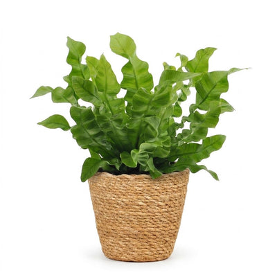 Green boutiQ - Asplenium Crispy Wave - Krauser Wellenfarn - 1 Plant - met Mand - Pot 12cm - Hoogte - 30cm