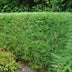 GreenboutiQ Bamboo 'Fargesia rufa' - 4 Plants, Green, Evergreen Bild 7