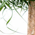 Beaucarnea XXL (200cm) - XXL Flaschenbaum für Ihr Zuhause Bild 4