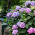 Hortensie Endless Summer Summer Love Purple, 8 Pflanzen, Topf 14cm Bild 8