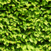 Paletten-Angebot Heckenpflanzen: 50 Carpinus Betulus ↕ 80-100 - Ø 19cm | Mini-Palette Bild 7