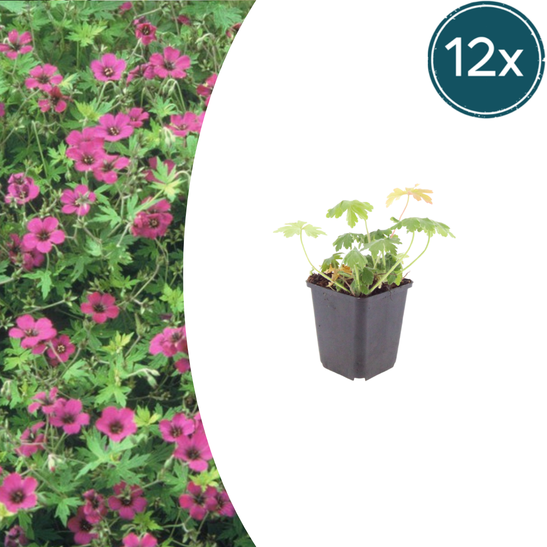 12x Storchschnabel 'Bevan's Variety' - Pink blühend, Bodendecker