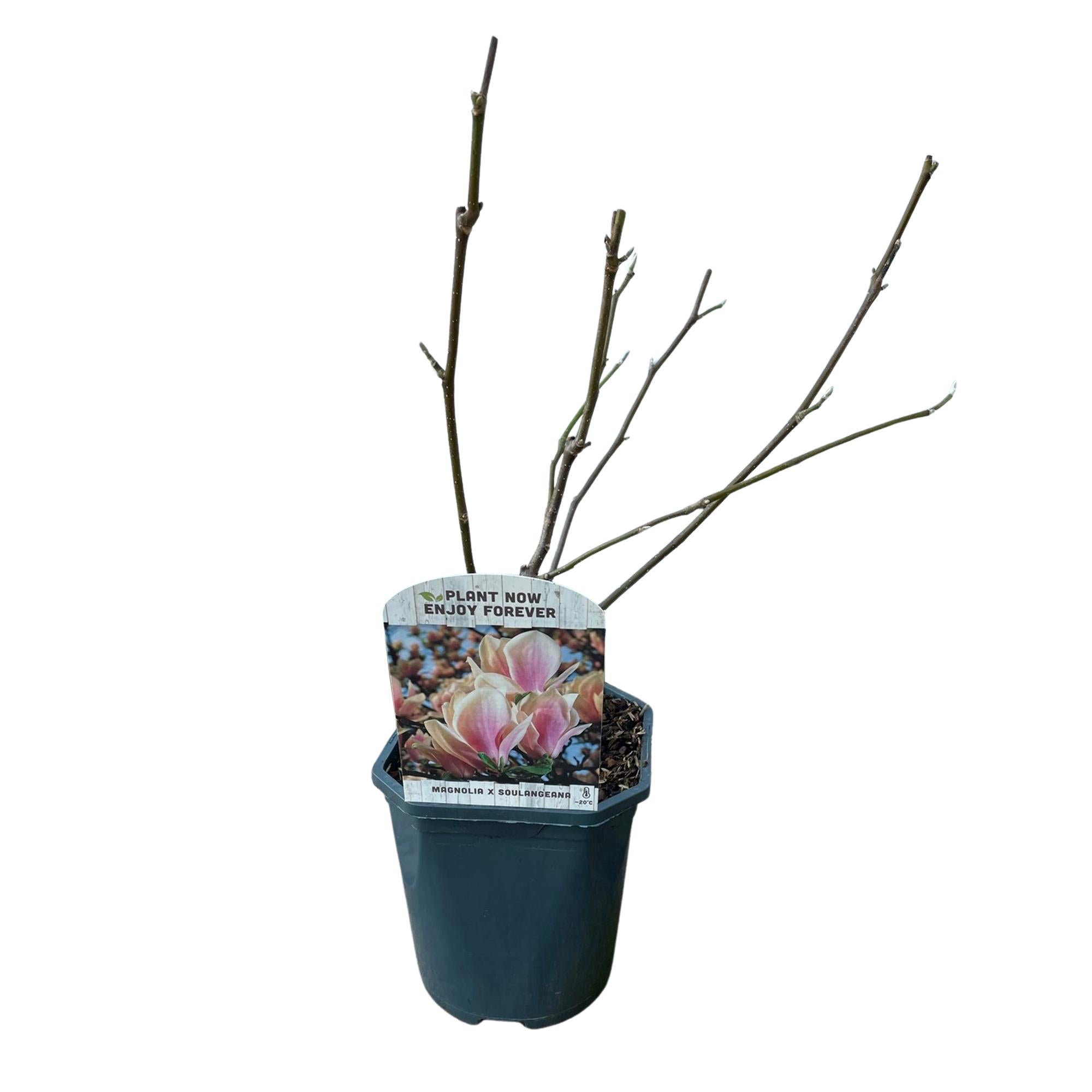 GreenboutiQ - Sträucher - Magnolia Soulangiana - Blüten Hellrosa - 1 Pflanze - Laubabwerfend - Wenig Pflege - Topf 17cm Höhe 45cm