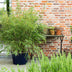 Fargesia Asian Wonder Bambus: 2x nicht-ausläufernd, 80cm, Topf 23cm Bild 6