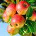 Jonagold Apfelbaum Malus domestica - Gelbgrüner Apfel, Topf 21cm Bild 6