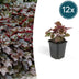 12x Heuchera 'Palace Purple' - Dunkelviolett, Blüte im Sommer, 10-25cm Bild 1
