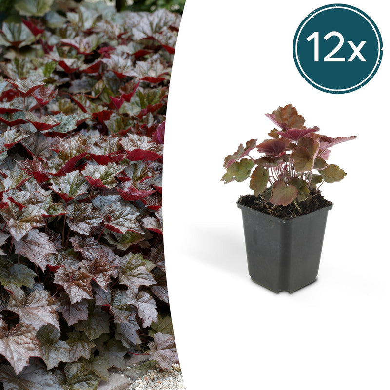 12x Heuchera 'Palace Purple' - Dunkelviolett, Blüte im Sommer, 10-25cm