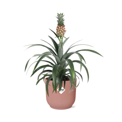 Muttertag - Ananas Mi Amigo in Topf ELHO Vibes Fold 14cm rosa