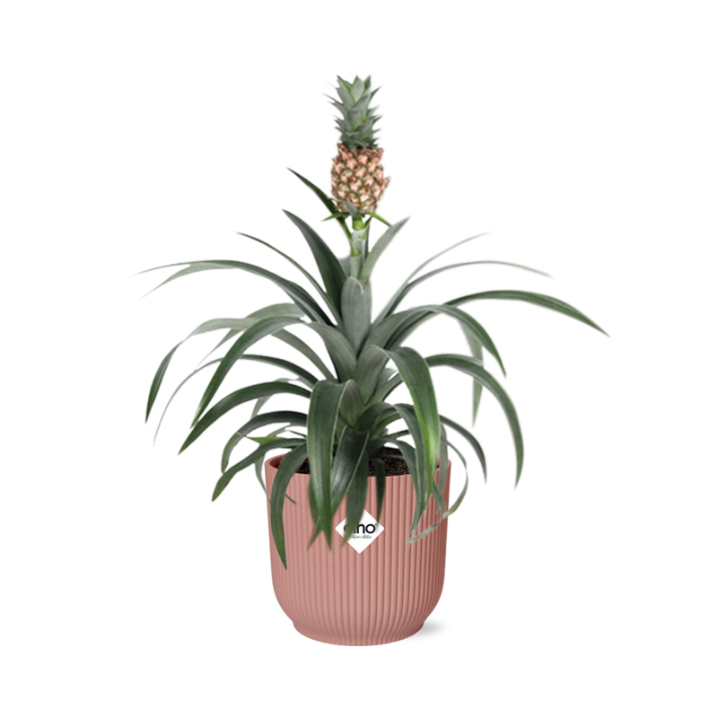 Muttertag - Ananas Mi Amigo in Topf ELHO Vibes Fold 14cm rosa