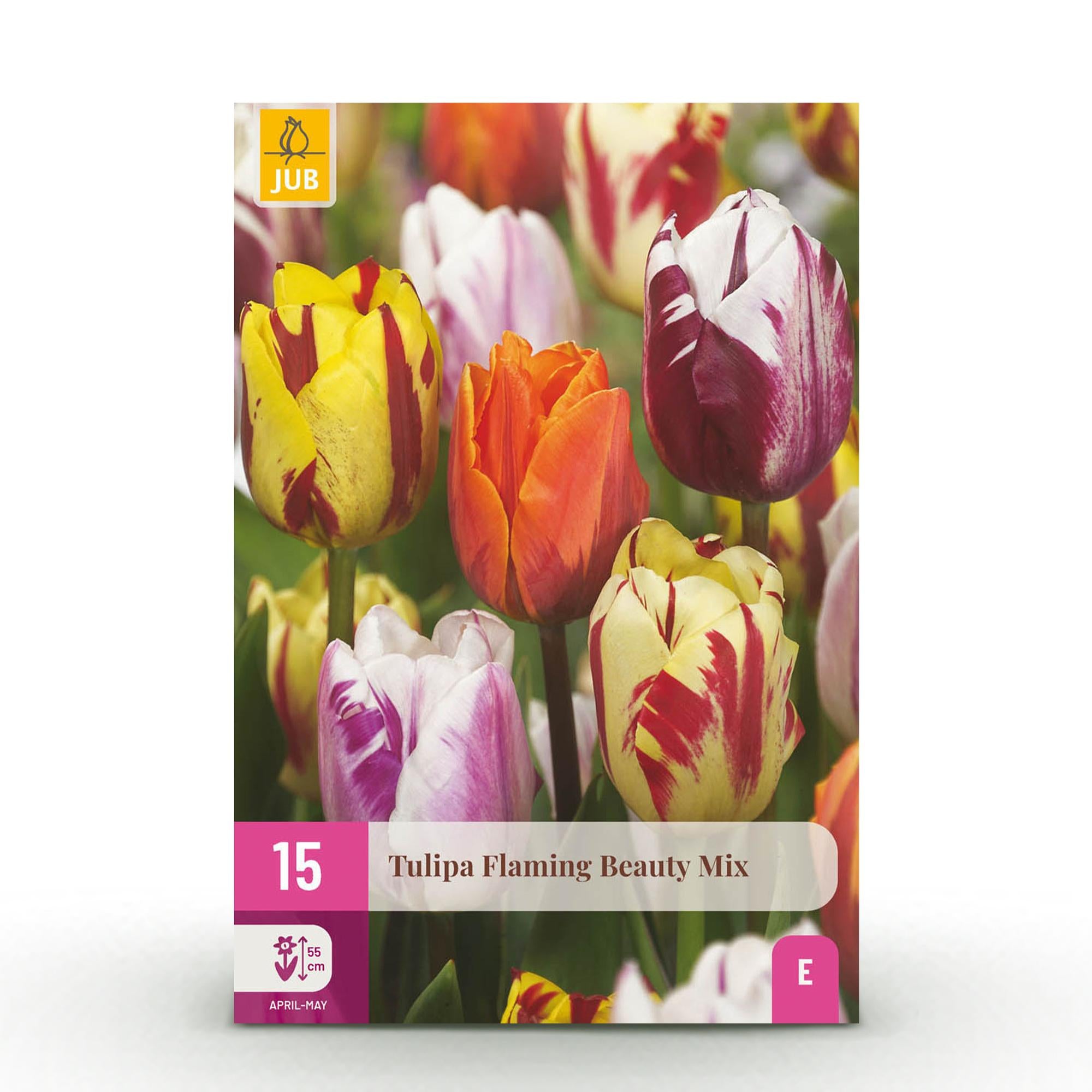 GreenboutiQ - Blumenzwiebeln - Tulp Flaming Beauty Mix - Bulbs Hardy Perennial - Verschiedene Farben - 15 Stück - Zwiebelgröße 11/12 - XXL Pack
