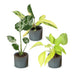 3er Baby Tropical Mix: Monstera, Philodendron Florida, Philodendron Neon Bild 2