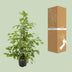 Ficus benjamina Goldenking, 95cm hoch, Ø21cm Topf Bild 4