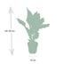 Calathea Ornata Indoor Plant (Ø14cm, 50cm tall) with Pink Veins Bild 2