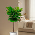 Ficus Lyrata Stamm 130 cm - Eleganter Geigenfeige für Ihr Zuhause Bild 3