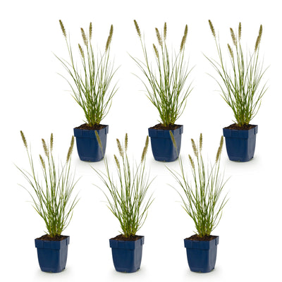 Green boutiQ - Gras - Pennisetum alop. Hameln - Lampenputzergras - Mit Plume - Grün - 6 Pflanzen - Topf 11cm - Höhe 15-25cm