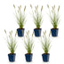 Green boutiQ - Gras - Pennisetum alop. Hameln - Lampenputzergras - Mit Plume - Grün - 6 Pflanzen - Topf 11cm - Höhe 15-25cm Bild 2