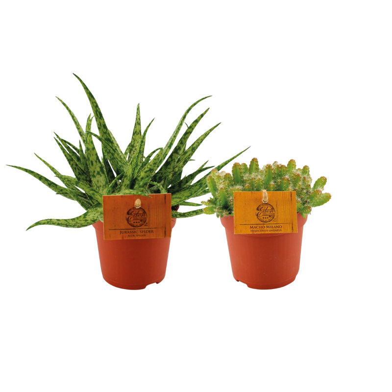 Aloe Spider & Hylocereus Undatus Duo – 2 Pflanzen im Ø10,5cm Topf
