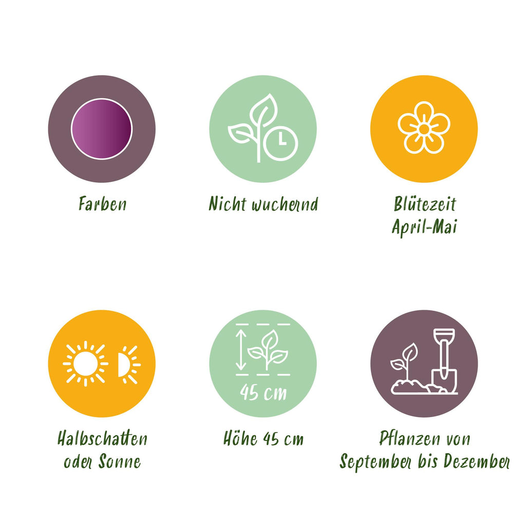 GreenboutiQ - Blumenzwiebeln - Tulp Double Lilac - Bulbs Hardy Perennial - Farbe Lila - 50 Stück - Zwiebelgröße 11/12 - XXL Pack