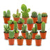 Mini Kakteen Set (18 Stück) - Pflegeleicht & Dekoration Bild 1