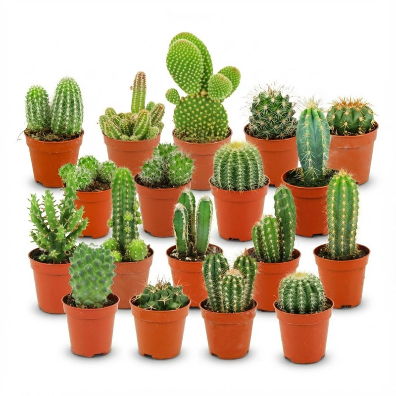 Mini Kakteen Set (18 Stück) - Pflegeleicht & Dekoration