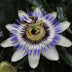 Passiflora Blau Caerulea Kletterpflanze, Ø15cm, ↕65cm Bild 6