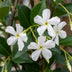 Green Tuscan Jasmine: 2 Plants with Fragrance & Evergreen Bild 3