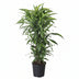 Dracaena Fragrans Lemon Lime Vertakt - 120cm Bild 1