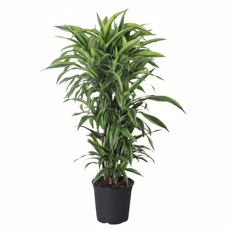 Dracaena Fragrans Lemon Lime Vertakt - 120cm