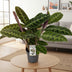 Calathea Warscewiczii, Houseplant in 14cm Pot, 50cm Tall Bild 2