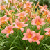 Green boutiQ - Perennial - Hemerocallis Pink Damask - Daylily - Bee and Butterfly Attractors - Pink - 12 Plants - Pot 11cm - Height 15-25cm Bild 5