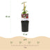 GreenboutiQ Honeysuckle 'Lonicera Serotina' - 2 Plants Pink/White Bild 3