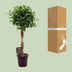 Ficus Moclame Zimmerpflanze Ø23cm, Höhe 110cm Bild 4