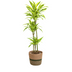 Dracaena Lemon Lime mit Korb, 130-150cm Bild 1