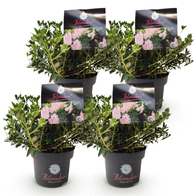 Zwergrhododendron 'Bloombux Hellrosa' - 4 Pflanzen im 17cm Topf