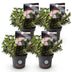 Dwarf Rhododendron 'Bloombux Light Pink' - 4 plants in 17cm pots Bild 2
