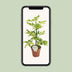 Schefflera Charlotte - Ø13cm pot - approx. 45cm high Bild 5