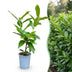 Green boutiQ - 40x Prunus laur. Novita - Lorbeer-Kirsche - Heckenpflanzen - Immergrün - Grün - Topf 9cm - Höhe 25-35cm Bild 3