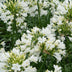 Agapanthus 'Ever White' - Weiße Pracht, Ø19cm, ↕30cm Bild 3