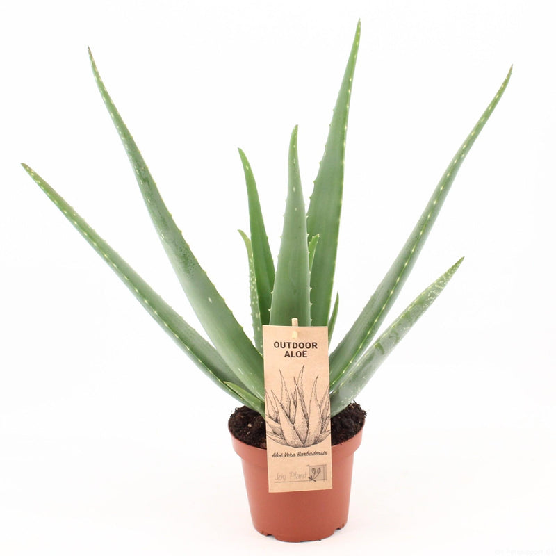 Aloe Vera P14 - Sukkulente mit Heilkräften, Ø14cm, ↕45cm