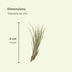 Everspring Tillandsia Air Mix Set - 20 Stück, Ø 6 cm Bild 3