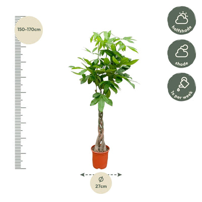 Pachira Aquatica Geldbaum 120cm, geflochtener Stamm, Glückskastanie