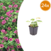24x Geranium macrorrhizum 'Bevan's Variety' - Storchschnabel Bodendecker Bild 1