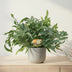 Phlebodium Blue Star Farn – Ø17cm, 60cm hoch Bild 3