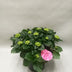 Hydrangea Early Rosa, Ø23cm, ↕45cm - Üppige rosa Blüten Bild 2